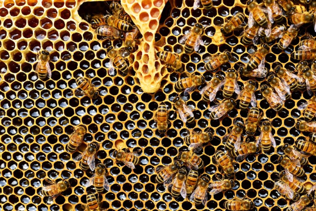 Manuka-honning har antibakterielle egenskaber